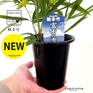 yÓT|Az Jm`Niω|Fxm̐j 4 vX`bN 1 | L| V|  Jm| AjVL Rhapis excelsa