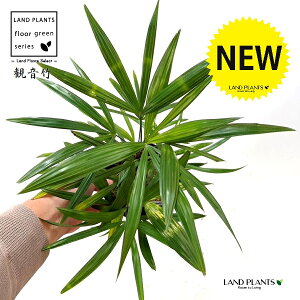 yÓT|Az Jm`Niω|Fxm̐j 4 vX`bN 1 | L| V|  Jm| AjVL Rhapis excelsa