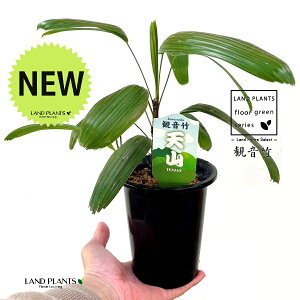 yÓT|Az Jm`Niω|FVRj 4 vX`bN 1 | L| V|  Jm| AjVL Rhapis excelsa