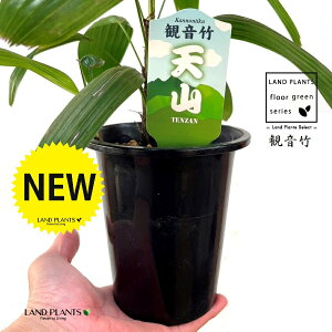 yÓT|Az Jm`Niω|FVRj 4 vX`bN 1 | L| V|  Jm| AjVL Rhapis excelsa