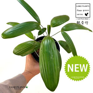 yÓT|Az Jm`Niω|FVRj 4 vX`bN 1 | L| V|  Jm| AjVL Rhapis excelsa