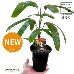 yÓT|Az Jm`Niω|Faj 4 vX`bN 1 | L| V|  Jm| AjVL Rhapis excelsa