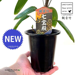 yÓT|Az Jm`Niω|Faj 4 vX`bN 1 | L| V|  Jm| AjVL Rhapis excelsa