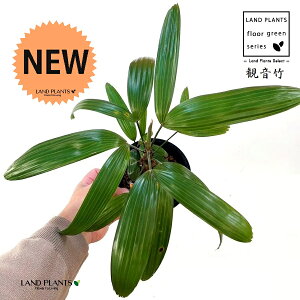 yÓT|Az Jm`Niω|Faj 4 vX`bN 1 | L| V|  Jm| AjVL Rhapis excelsa