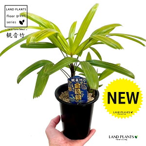 yÓT|Az Jm`Niω|FPсj 4 vX`bN 1 | L| V|  Jm| AjVL Rhapis excelsa