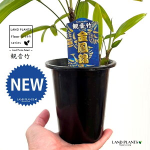 yÓT|Az Jm`Niω|FPсj 4 vX`bN 1 | L| V|  Jm| AjVL Rhapis excelsa