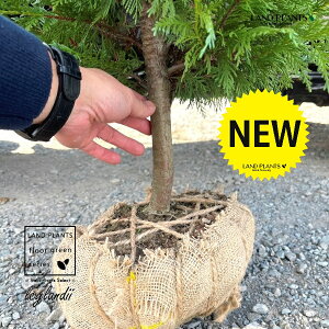 Rjt@[iCfB[F175cmj  1 qo Rjt@[ Rjt@ qmL jt ChqmL ChTCvX ChRjt@[ conifer Cupressocyparis leylandii