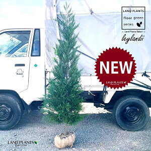 Rjt@[iCfB[F170cmj  1 qo Rjt@[ Rjt@ qmL jt ChqmL ChTCvX ChRjt@[ conifer Cupressocyparis leylandii