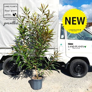 OrAiS[hj 10 |bgc 1 xCAi nSmL OBA Grevillea gold