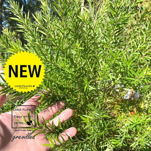 OrAiWGoXj 7 |bgc 1 OrAWGoX nSmL OBA Grevillea "John evans"