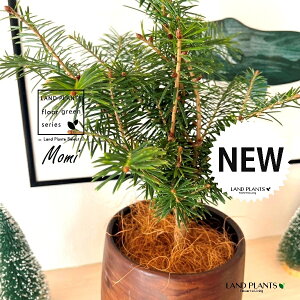 ~̖؁iF݁j Ebh yCg 픫 1 yMERRt@Co[z NX}Xc[  ~m ̖ ̂ ~mLf. pendula Honda V_~ Momi fir Japanese fir Abies firma