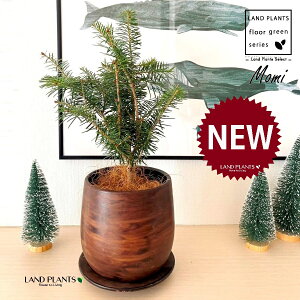 ~̖؁iF݁j Ebh yCg 픫 1 yMERRt@Co[z NX}Xc[  ~m ̖ ̂ ~mLf. pendula Honda V_~ Momi fir Japanese fir Abies firma