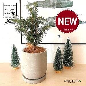 ~̖؁iF݁j Zg hbv^ 픫 1 yMERRt@Co[z NX}Xc[  ~m ̖ ̂ ~mLf. pendula Honda V_~ Momi fir Japanese fir Abies fir