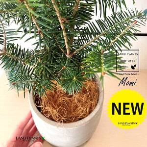 ~̖؁iF݁j Zg hbv^ 픫 1 yMERRt@Co[z NX}Xc[  ~m ̖ ̂ ~mLf. pendula Honda V_~ Momi fir Japanese fir Abies fir