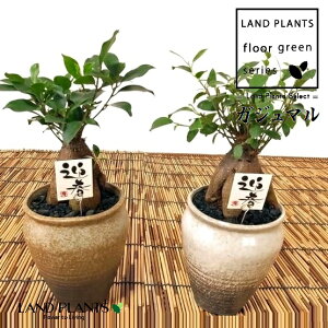 KW}ij 4 a 픫 iCG[Fj1 ܂  K̖ LWi[  חt  Վ  Ficus microcarpa