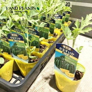 yP[X̔F40z XCJi܁F~[bgj 3 |bgci40j Z Z  Citrullus lanatus Water melon