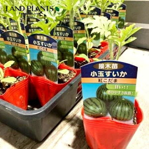 yP[X̔F40z XCJiʁF̂Ђ݂j 3 |bgci40j Z Z  Citrullus lanatus Water melon