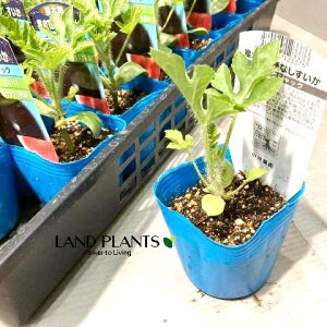 yP[X̔Fz XCJiFubNWbNj 3 |bgci40j Z Z  Citrullus lanatus Water melon