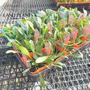 yP[X̔F24z zE\Eiߖ@@Em@@j 3.5 |bgci24j ق @A Spinacia oleracea L. Spinach