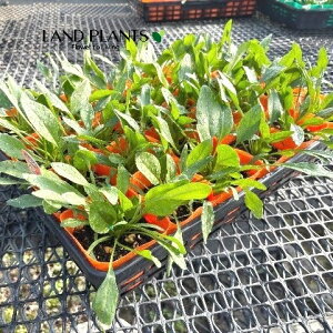 yP[X̔F24z zE\Eim@@j 3.5 |bgci24j ق @A Spinacia oleracea L. Spinach