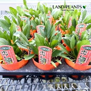 yP[X̔F15z zE\Eim@@j 3.5 |bgci15j ق @A Spinacia oleracea L. Spinach