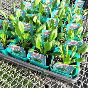 yP[X̔F24z zE\Ei߂߂@@j 3.5 |bgci24j ق @A Spinacia oleracea L. Spinach