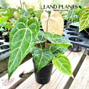 AXEiNX^ij 3 |bgc 1 AX AX[ Anthurium clarinervium