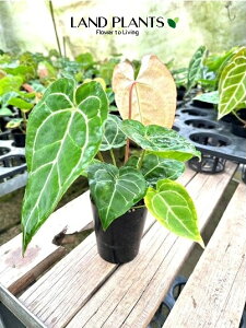 yP[X̔F8z AXEiNX^ij 3 |bgc 8 AX AX[ Anthurium clarinervium