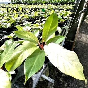 tBfhiXm[htgj 3 |bgc 1tBfhXm[htg Philodendoron snowdrift