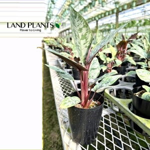 A|oXiAN~ieBbV}j 3 |bgc 1A|oXAN~ieBbV} Apoballis acuminatissima