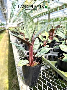 yP[X̔F12z A|oXiAN~ieBbV}j 3 |bgc 12A|oXAN~ieBbV} Apoballis acuminatissima