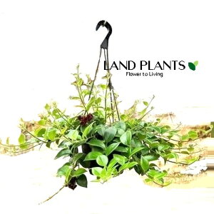 GLXiTXiiUj 5 ݂^ vX`bN 1 Aeschynanthus Mona Lisa