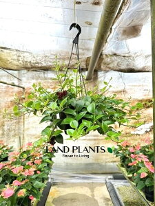 yP[X̔F5z GLXiTXiiUj 5 ݂^ vX`bN 5 Aeschynanthus Mona Lisa