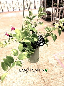 yP[X̔F8z GLXiTXiiUj 3.5 ݂^ vX`bN 8 Aeschynanthus Mona Lisa