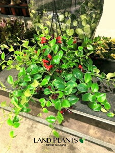 yP[X̔F2z GLXiTXiiUj 7 ݂^ vX`bN 2 Aeschynanthus Mona Lisa