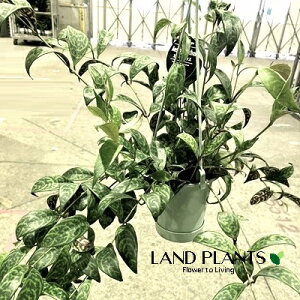 GLXiTXi}^Xj 3.5 ݂^ vX`bN 1 Aeschynanthus