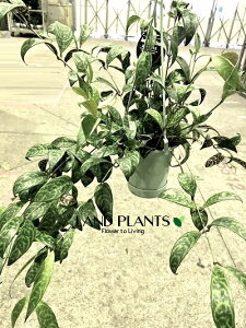 yP[X̔F8z GLXiTXi}^Xj 3.5 ݂^ vX`bN 8 Aeschynanthus