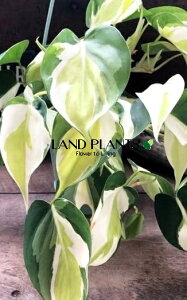 �y�P�[�X�̔��F8���z �t�B���f���h�����i�N���[���X�v���b�V���j 3.5�� �v���X�`�b�N�� �݂蔫 8��Philodendron cream splash