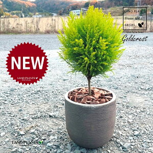 S[hNXgi{[^gsA[dāj fUCǂ eRb^ 1 yo[N`bvz qo Rjt@[ Rjt@ qmL jt conifer Hesperocyparis macrocarpa 'Goldcrest'