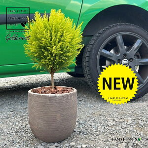 S[hNXgi{[^gsA[dāj fUCǂ eRb^ 1 yo[N`bvz qo Rjt@[ Rjt@ qmL jt conifer Hesperocyparis macrocarpa 'Goldcrest'