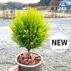 S[hNXgi{[^gsA[dāj fUCǂ eRb^ 1 yo[N`bvz qo Rjt@[ Rjt@ qmL jt conifer Hesperocyparis macrocarpa 'Goldcrest'