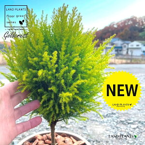 S[hNXgi{[^gsA[dāj fUCǂ eRb^ 1 yo[N`bvz qo Rjt@[ Rjt@ qmL jt conifer Hesperocyparis macrocarpa 'Goldcrest'