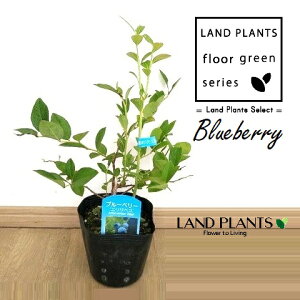 u[x[iGUxXj 5 vX`bN 1 x[ k}XmL AJXmL _ blueberry