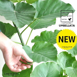 Ex[^iR`jH90cmx 8 F ZA[g 1 y΁EMz uTCY ^ tBJXEx[^ } } S̖ S Ficus umbellata