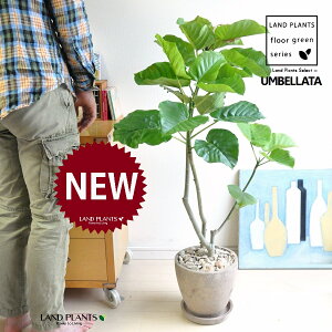 Ex[^iR`jH90cmx F GbO^ Eh 픫 1 y΁EMz uTCY ^ tBJXEx[^ } } S̖ S Ficus umbellata