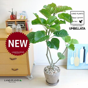 Ex[^iR`jH90cmx F GbO^ Eh 픫 1 y΁EMz uTCY ^ tBJXEx[^ } } S̖ S Ficus umbellata