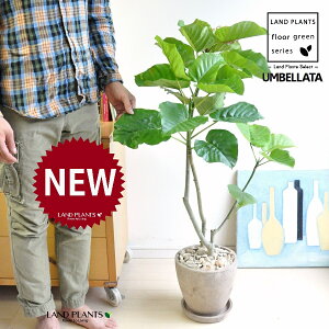 Ex[^iR`jH90cmx F GbO^ Eh 픫 1 y΁EMz uTCY ^ tBJXEx[^ } } S̖ S Ficus umbellata
