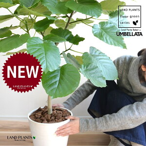 Ex[^iR`j 8 F ZA[g 1 yo[N`bvEMz uTCY ^ tBJXEx[^ S̖ S Ficus umbellata