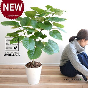 Ex[^iR`j 8 F ZA[g 1 yo[N`bvEMz uTCY ^ tBJXEx[^ S̖ S Ficus umbellata