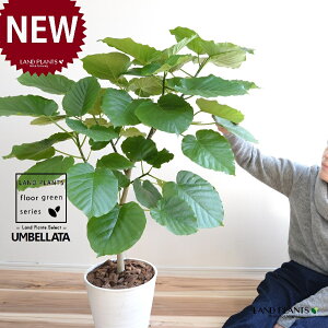 Ex[^iR`j 8 F ZA[g 1 yo[N`bvEMz uTCY ^ tBJXEx[^ S̖ S Ficus umbellata